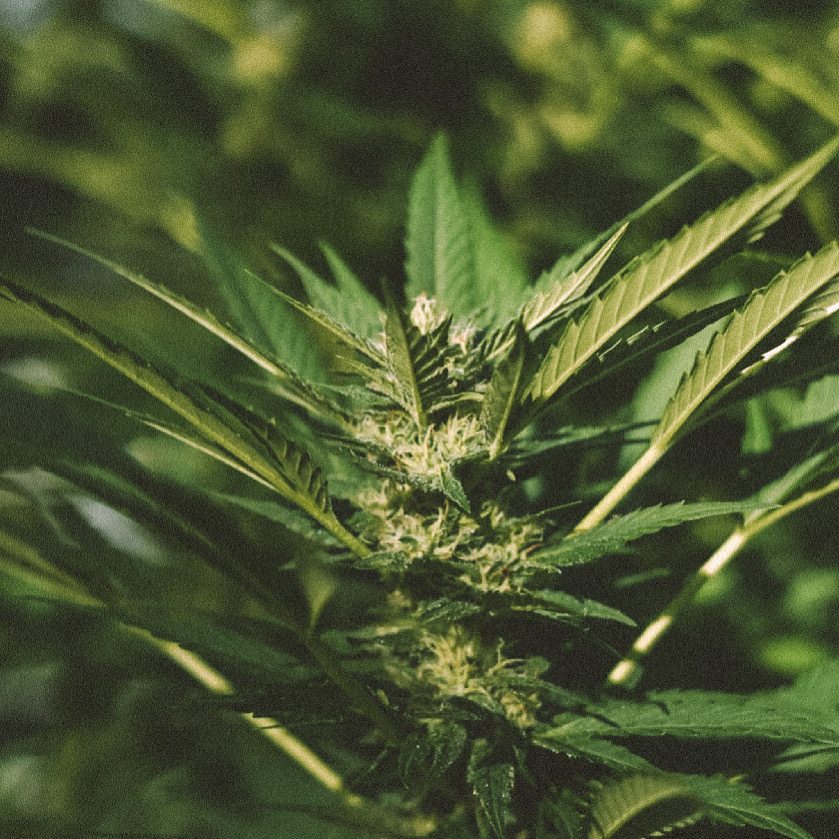 Floración en planta de cannabis
